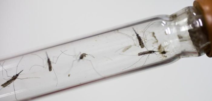 Imagen de archivo del 18 de noviembre de 2016: Mosquitos en un tubo de ensayo en el Centro Nacional de Parasitología, Entomología y Malaria de Phnom PenhTim Dirven/Panos Pictures.