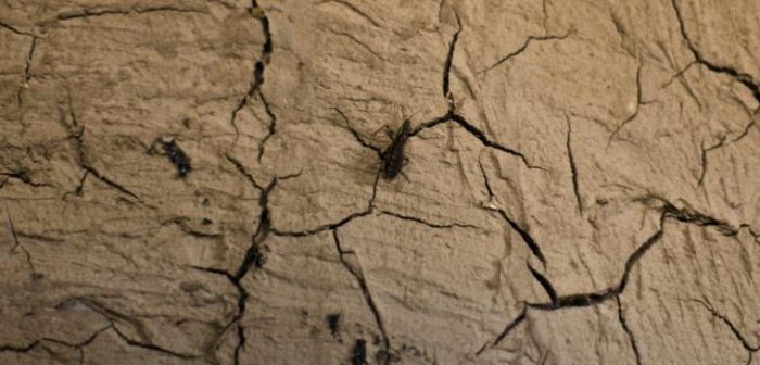 Imagen de archivo del 17 de julio de 2012: El triatomino, también conocido como "vinchuca" suele encontrarse en las casas de las zonas rurales. Estas casas están hechas de adobe, una mezcla de arcilla y pajaMSF.