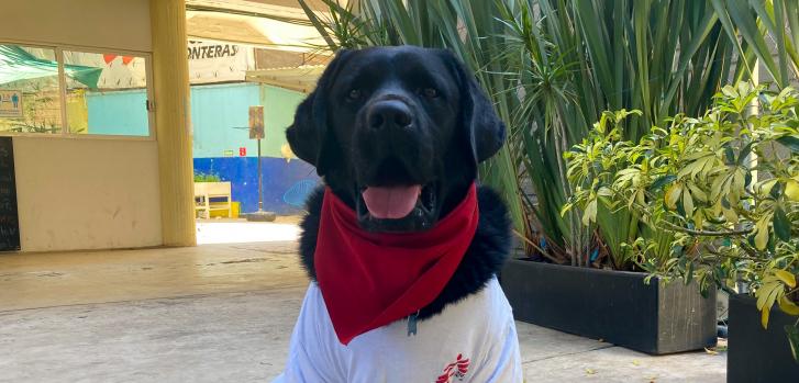 Onnie es un labrador entrenado para brindar acompañamiento terapéutico. Trabaja con nosotros en Ciudad de México hace ya dos años y su labor favorece notoriamente a la mejora psicoemocional de los pacientesYesika Ocampo/MSF.